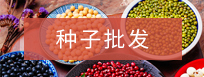 撫順老虎洞溝山野菜山莊--種子批發