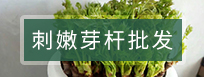 撫順老虎洞溝山野菜山莊--刺嫩芽桿批發